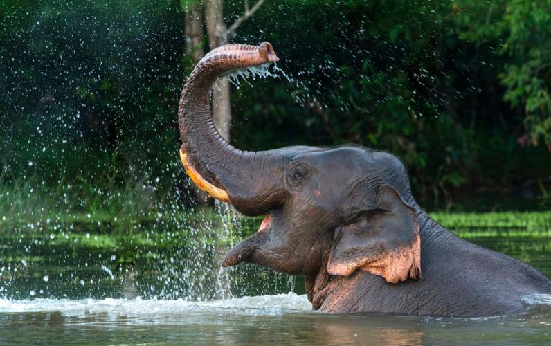 Bangkok, Elephants & Beach