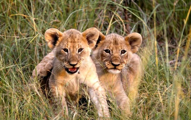 South Africa: Highly Rated & Family Friendly Safari Holiday