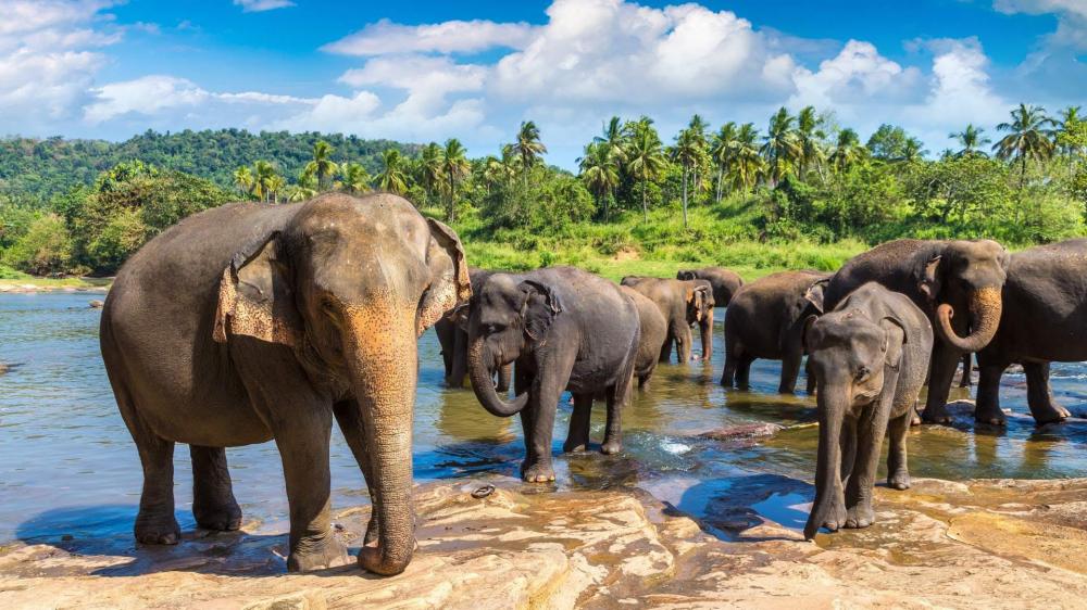 The Best of Sri Lanka: Brand New 9 Nt Private Tour!