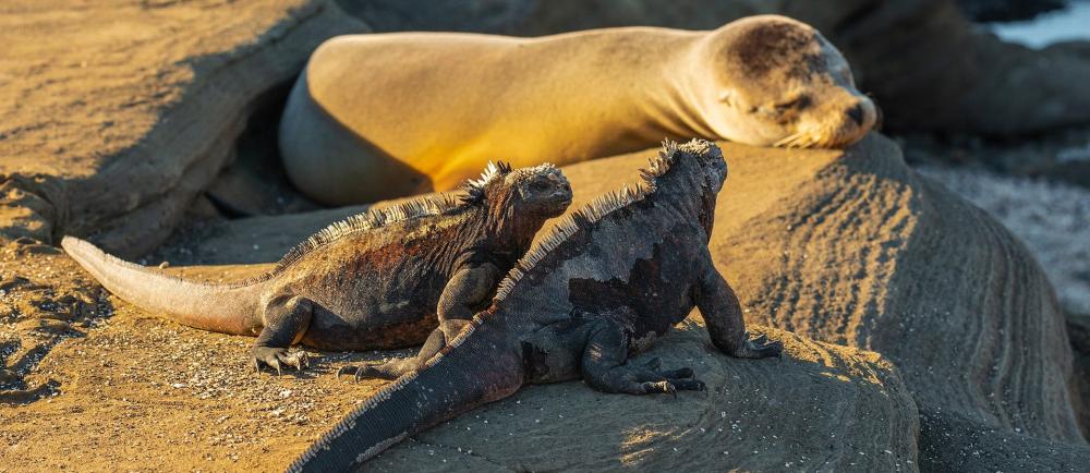 Amazon & Island Hopping in the Galapagos