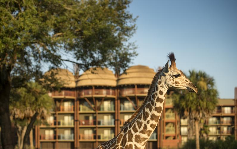 Disney Animal Kingdom Lodge Spring 2027