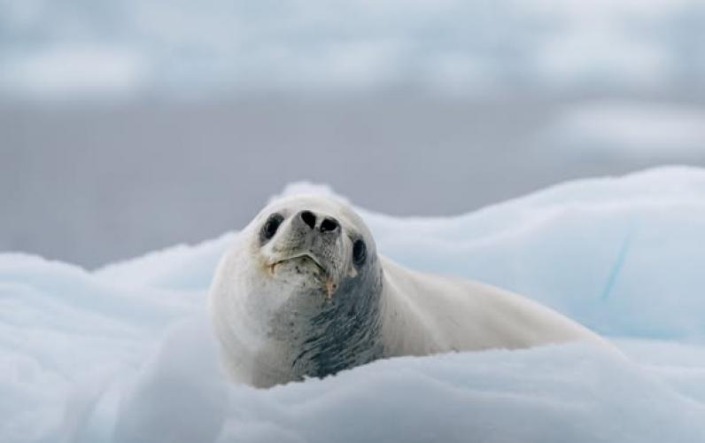 Antarctica Expedition – 11 Nts from £7,965pp